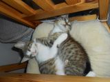 Smuti i niunio