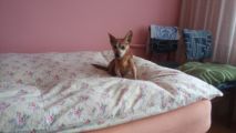 Figiel