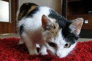 Pysia