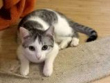 Mysia