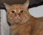 Rudolf (felv+)