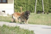 Kola i sasza