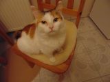 Merida