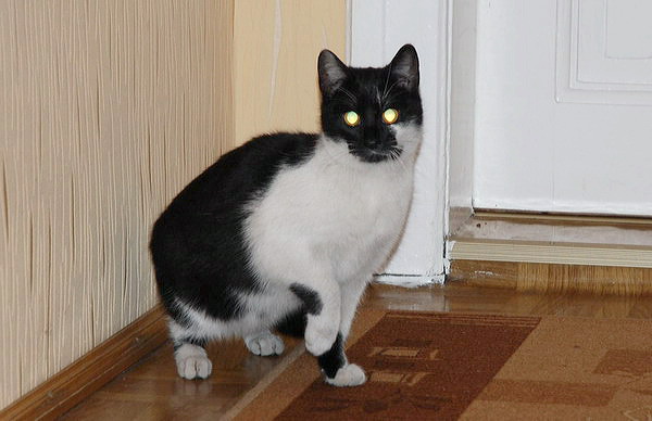 Fruzia