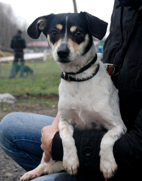 Szira