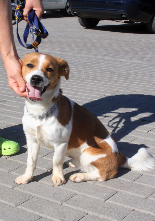 Jack russel terrier
