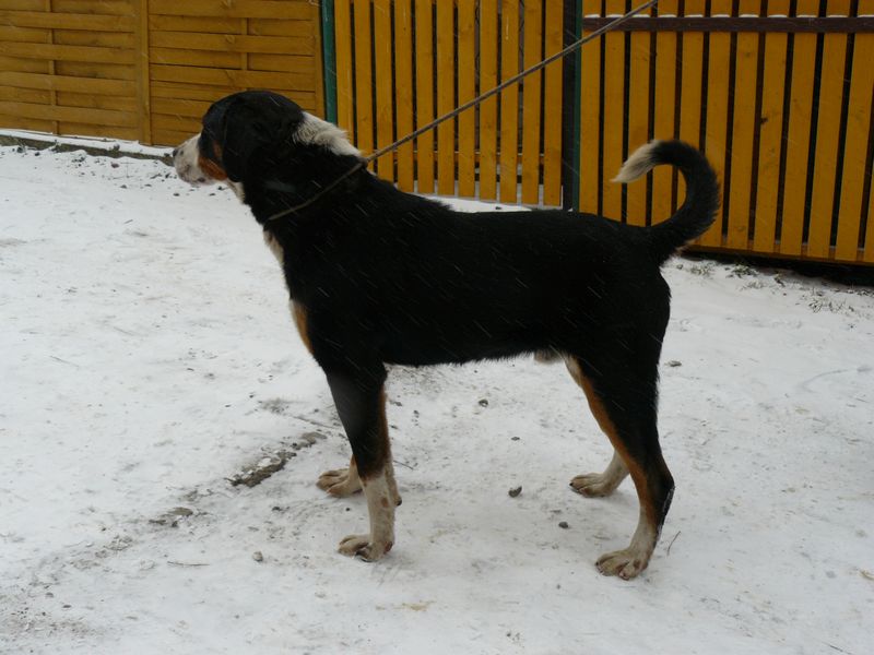 Diuki