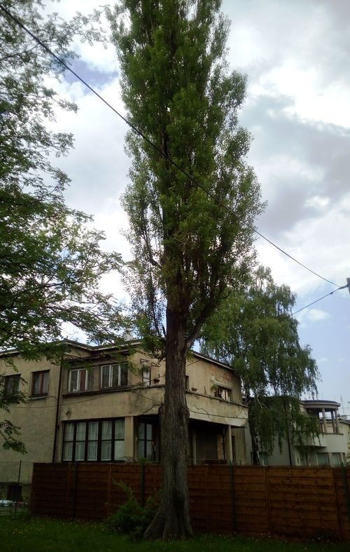 Chcą wyciąć zdrowe drzewo?