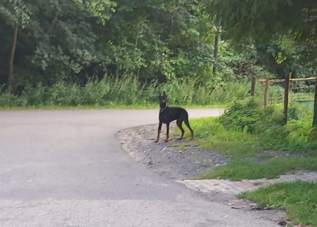 Skradziono samochód. Z psem w środku! AKTUALIZACJA