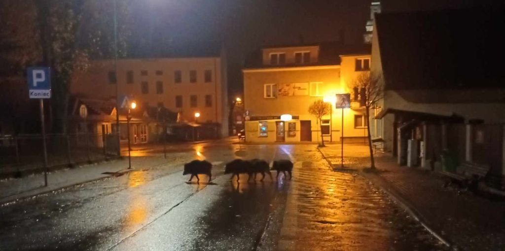 Dziki doszły do centrum