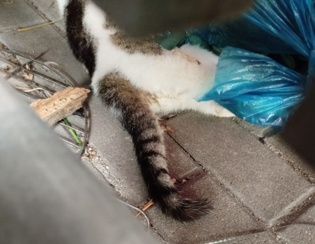 To już trzecie martwe zwierzę