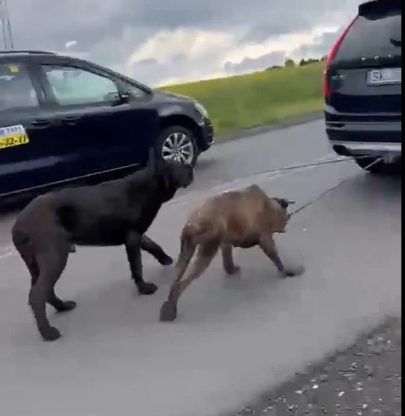 Ciągnął Dwa Psy Przywiązane Smyczą Do Haka Auta. Dwie Godziny...