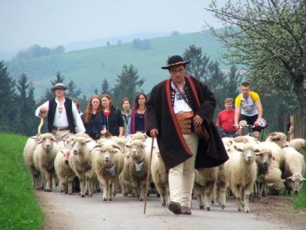 Redyk Karpacki - Transhumance 2013