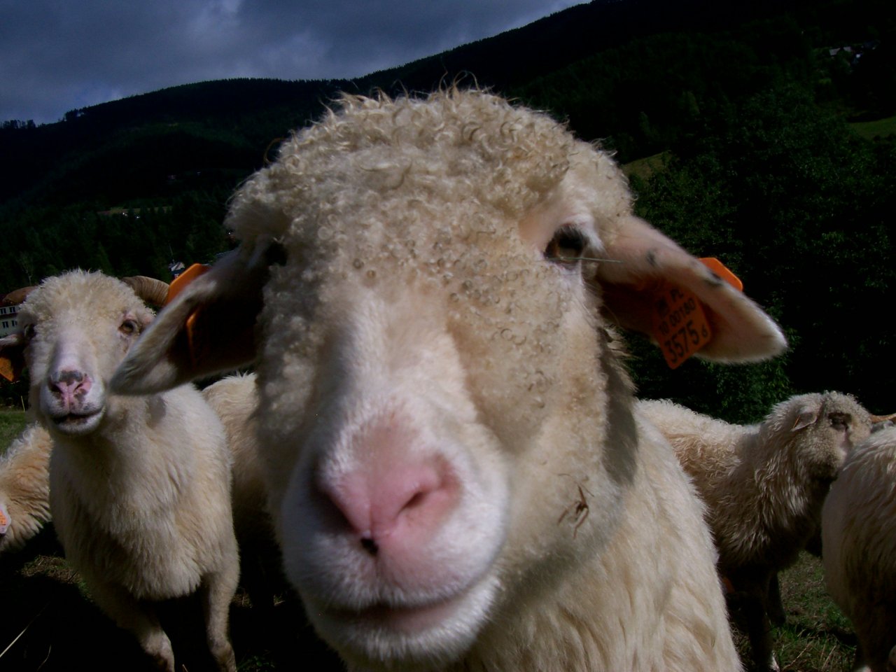 Kupili bacy owce - dostaną syr