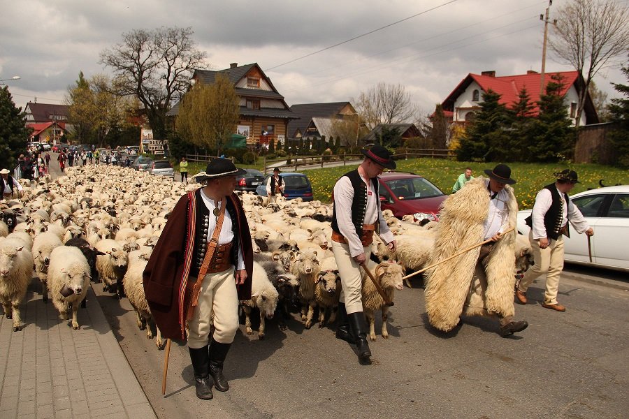 Owce wyszły na hale FOTO