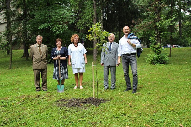 Posadzili potomka dębu cystersów