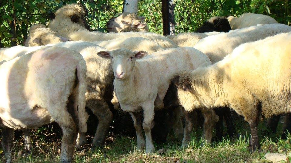 "Roztoka" wyprowadzi owce