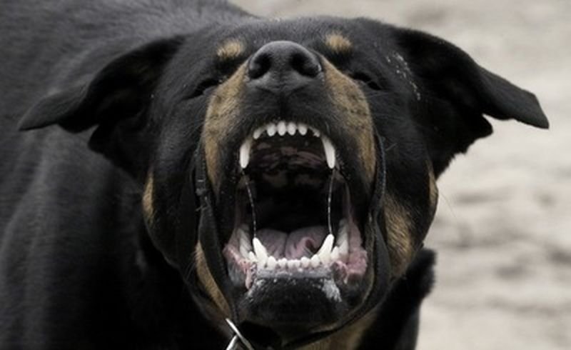 Bezpański pies zaatakował w Żywcu