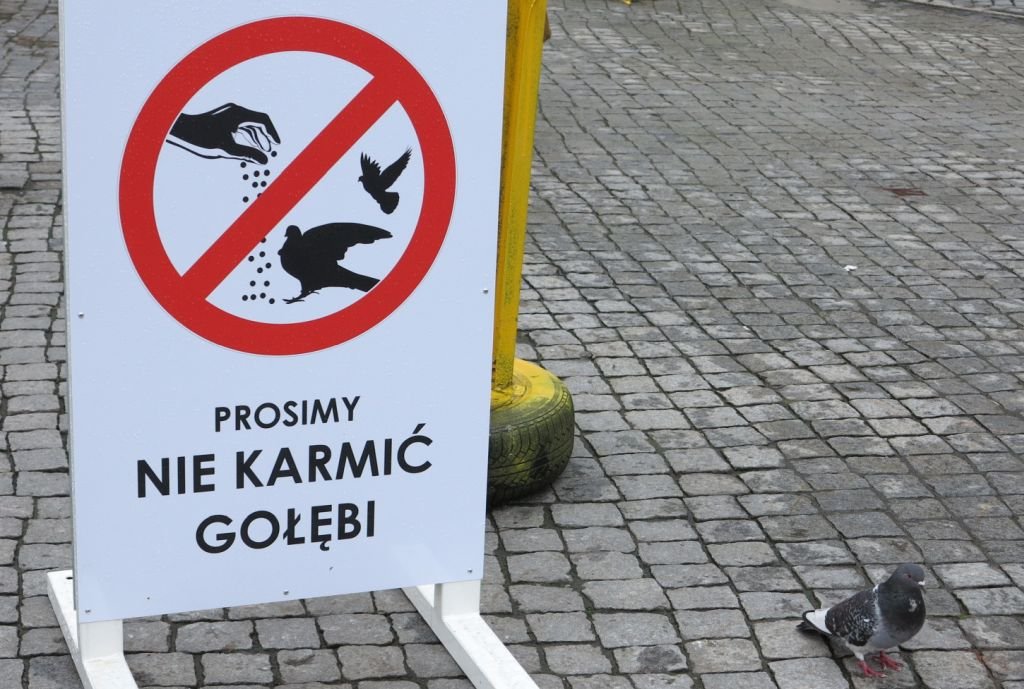 Miasto kontra karmiący gołębie