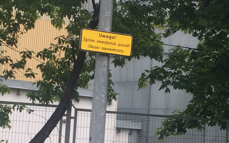 Groźna choroba pszczół. Szybko się rozprzestrzenia