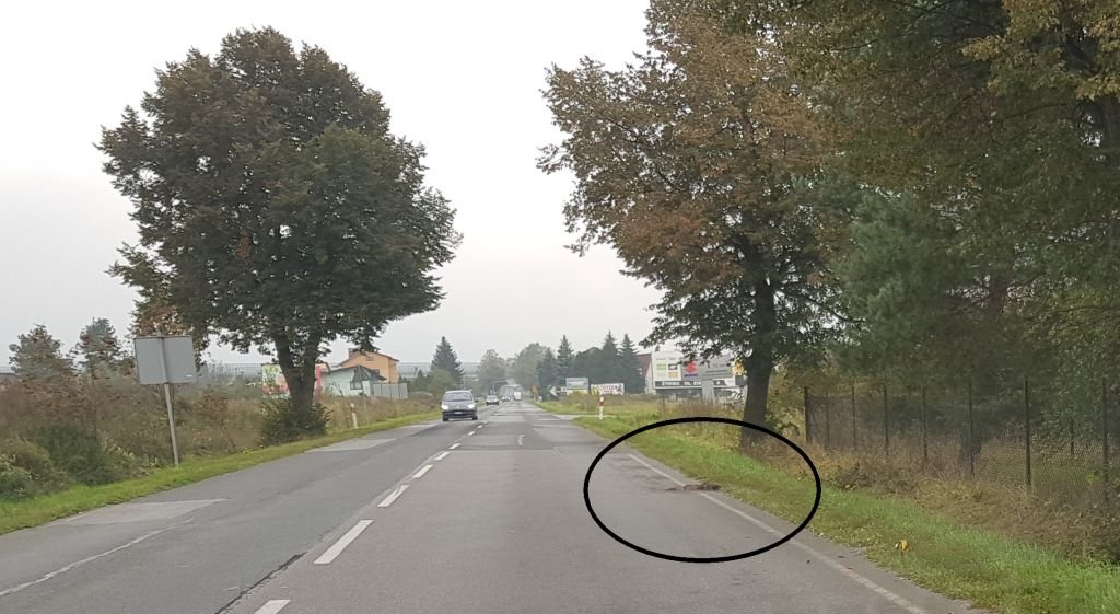 Kto powinien sprzątnąć martwego psa?