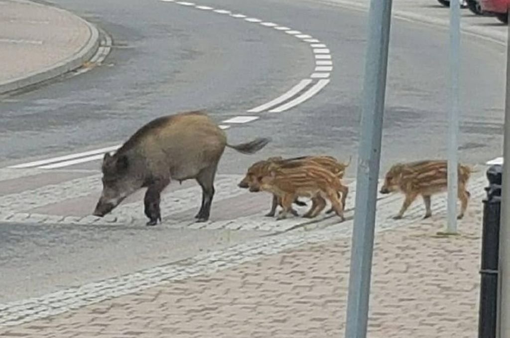 Nie będzie dodatkowego odstrzału na naszym terenie