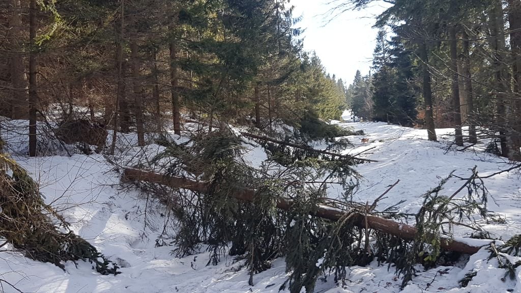 Połamane drzewa na Szyndzielni