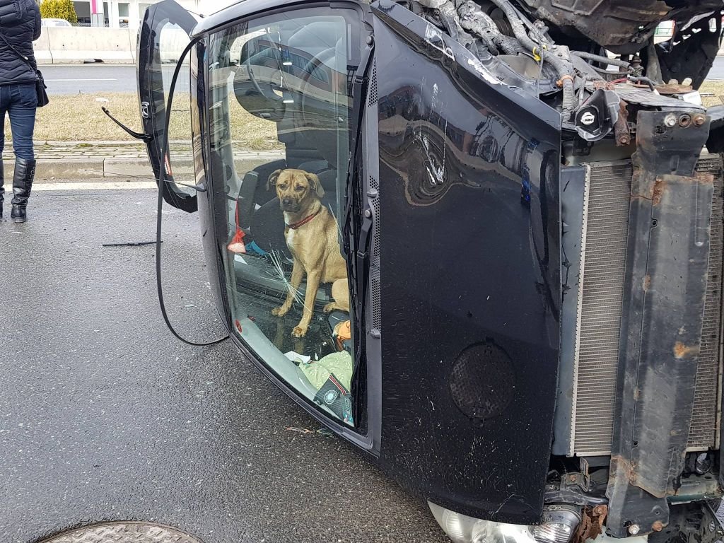 Pies utknął w samochodzie