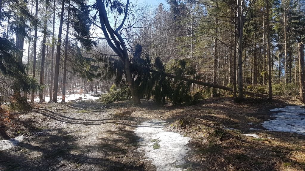 Wiatr powalił drzewa w Beskidach