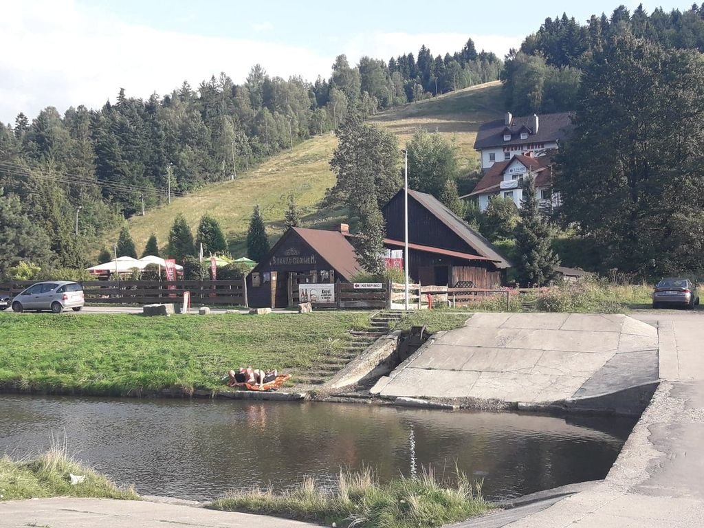 Wilk zaatakował stado owiec