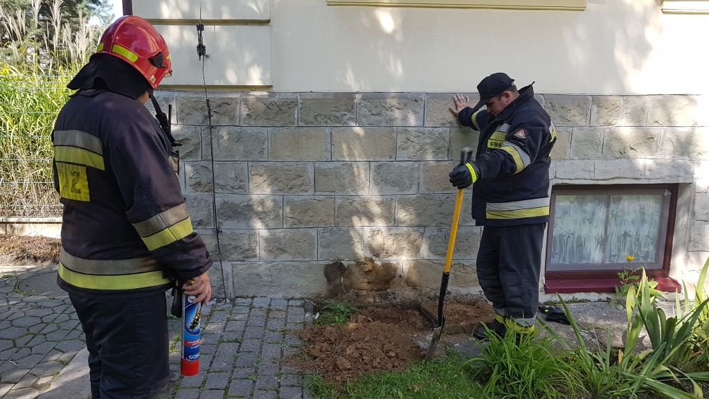 Osy zaatakowały na terenie szkoły