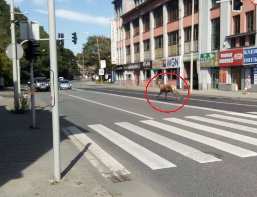Obława na jelenia
