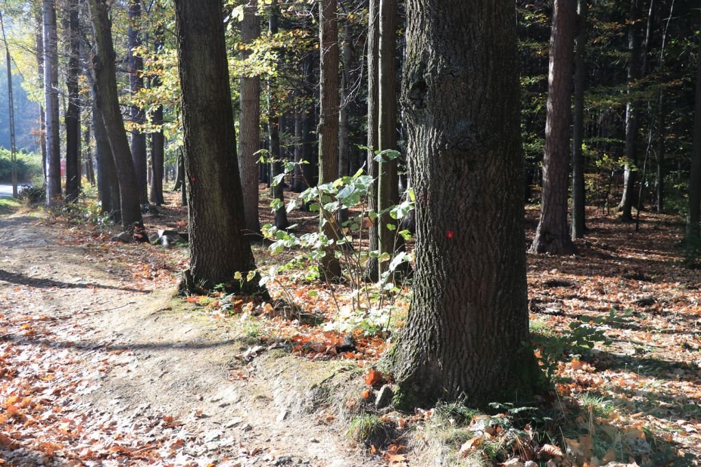 Remont drogi - TAK, wycinka - NIE