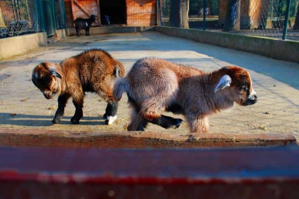 Nowi mieszkańcy ZOO