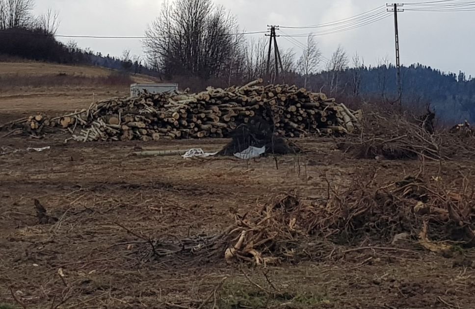 Na początek wycinka