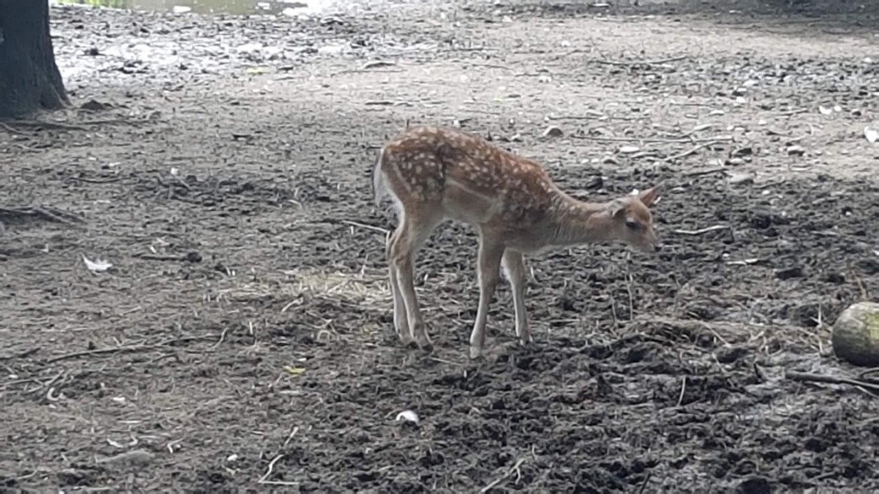 Nowy mieszkaniec Mini Zoo