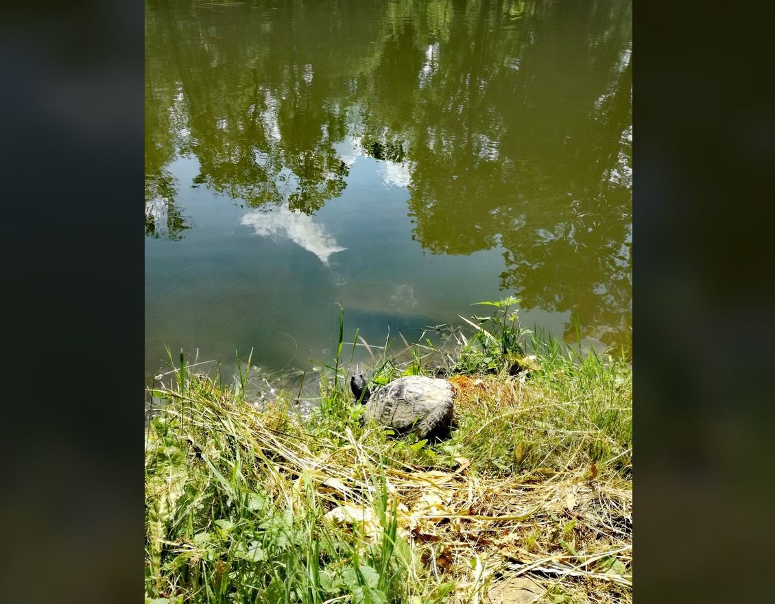 Żółw w parkowym stawie. To inwazyjny gatunek