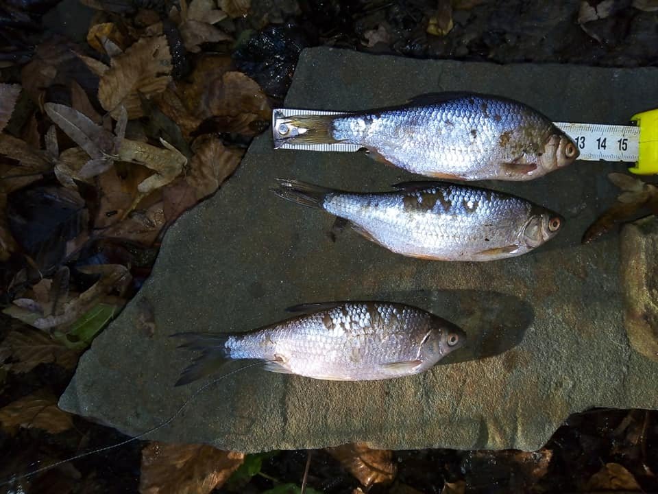Lawina oskarżeń
