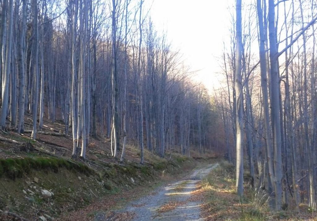 Wycinka będzie, ale w jakim zakresie?
