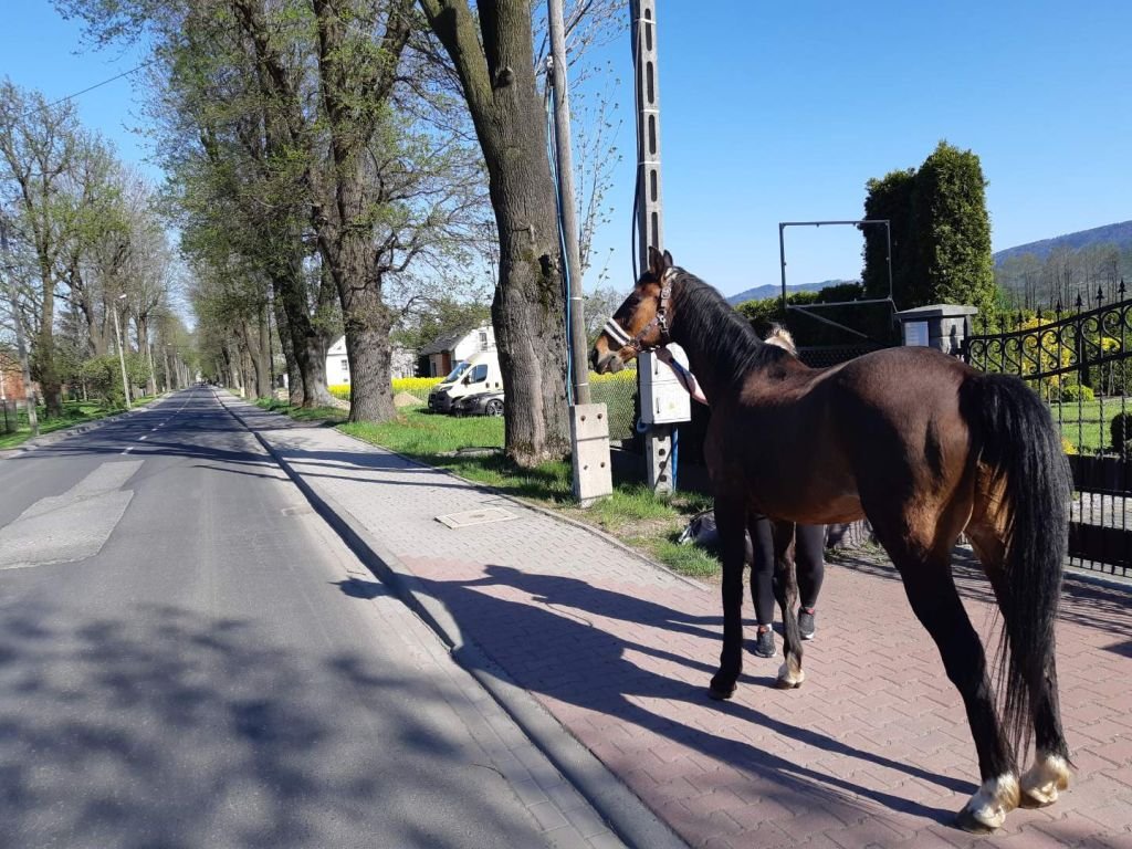 Rumak "na gigancie". Na spacer wybrał DK52