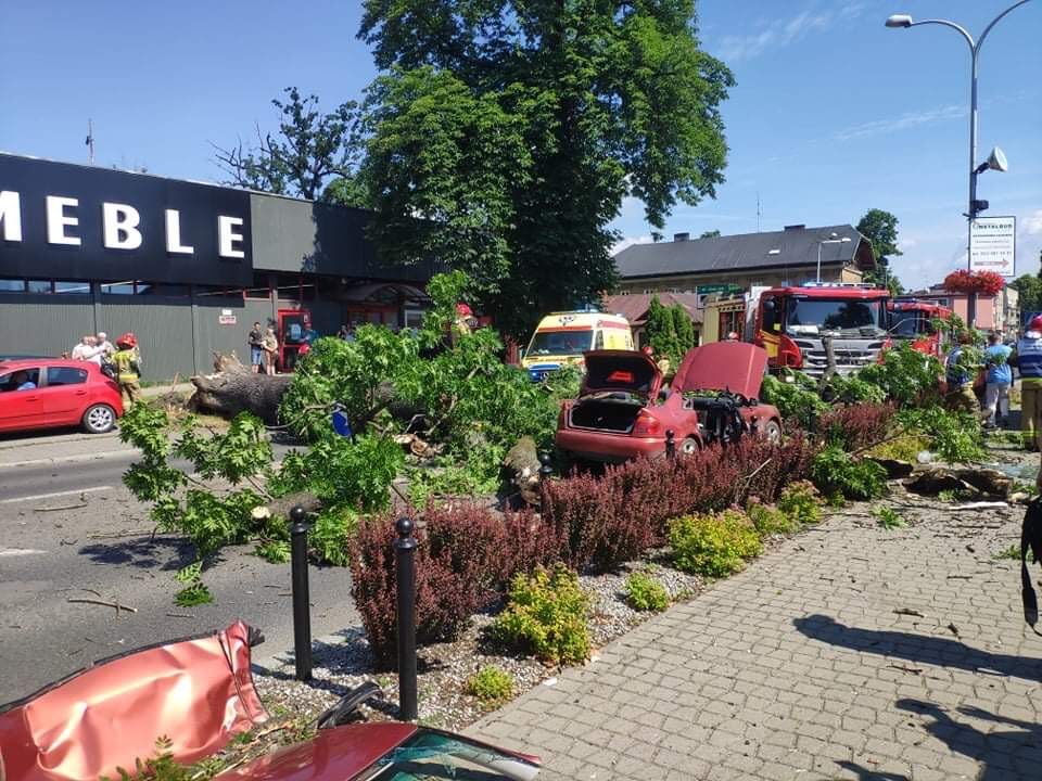 Drzewo przygniotło samochód. Krok od tragedii!