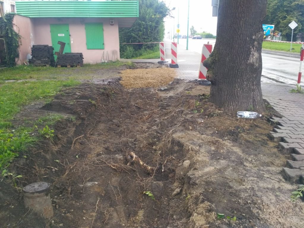 Korzenie uszkodzone, a betonu jeszcze więcej...