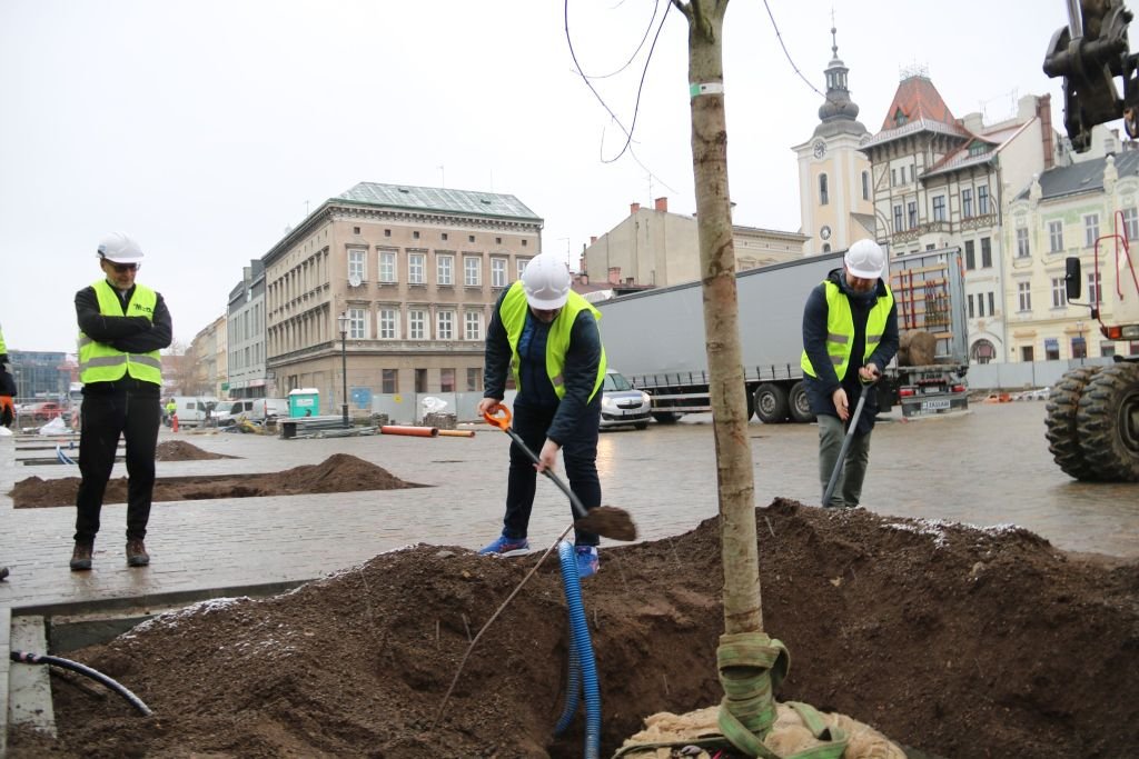 Główny bohater wydarzenia: klon czerwony