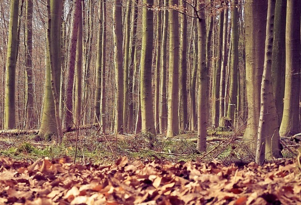 Spotkałeś niedźwiedzia? Leśnicy potwierdzają, że jest ich kilka