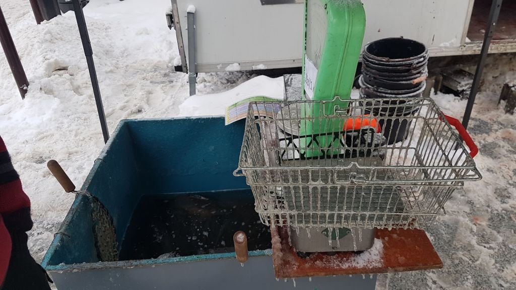 Karpie jak krewetki