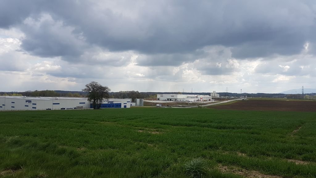 Kura znosząca złote jaja?
