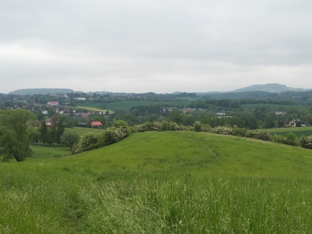Na miejskiej łące powstanie... sad owocowy!