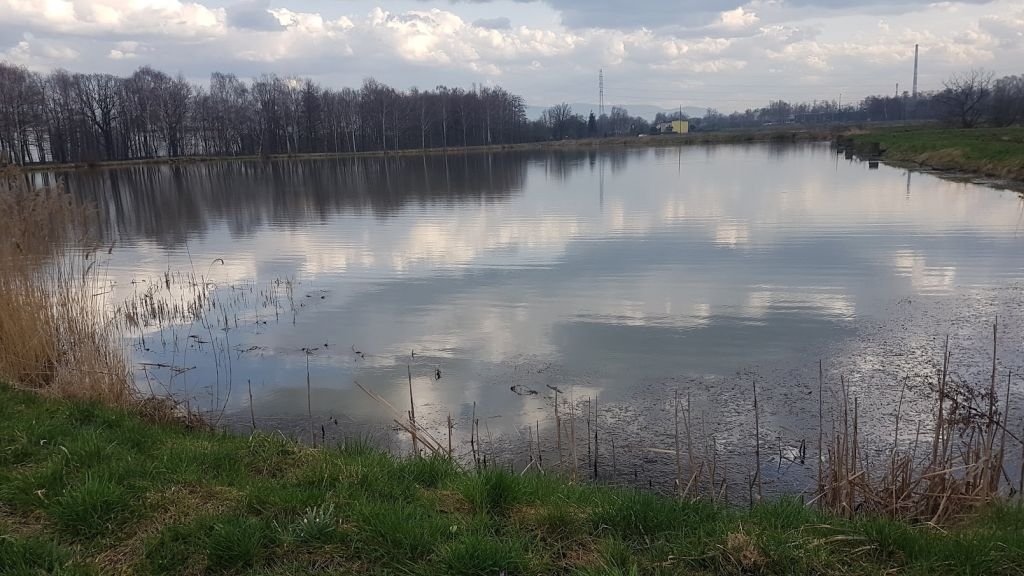 Przyczyną hałasu… kormorany!