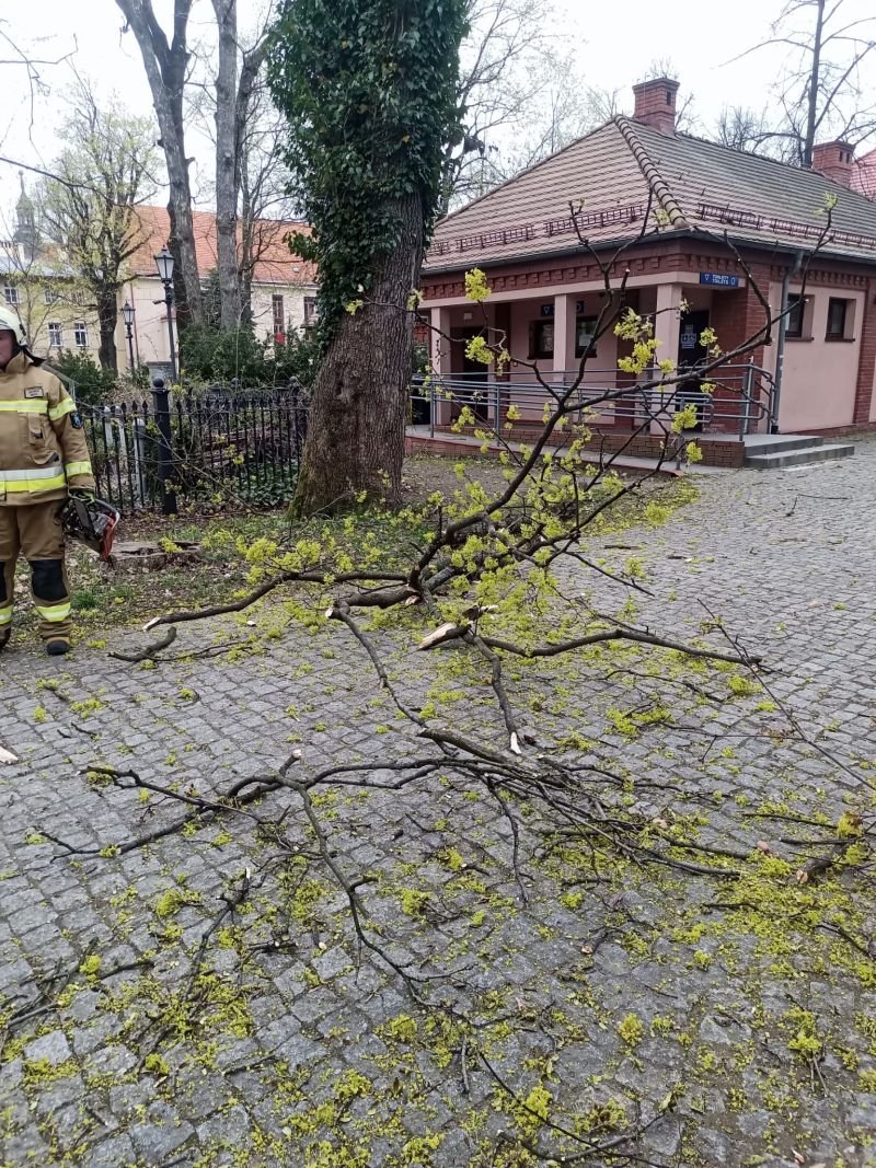 Padło Kilkanaście Drzew I Trzy Miniatury