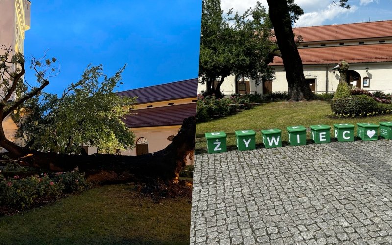 Jeszcze wczoraj to drzewo rosło